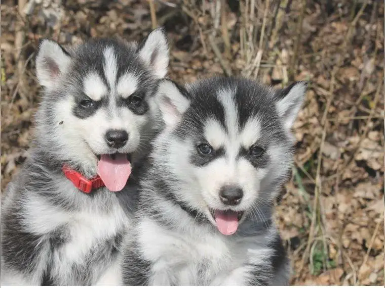 2 süsse Sibirische Husky Welpen