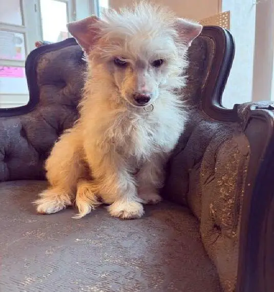 Chinese Crested, Powder Puff, Rüde