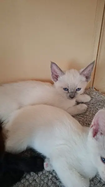 Devon Rex cornisch Rex mix kitten