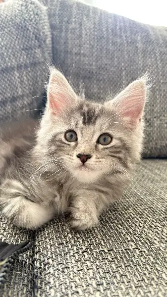 Noch Zwei Maine coon Mix Katerli