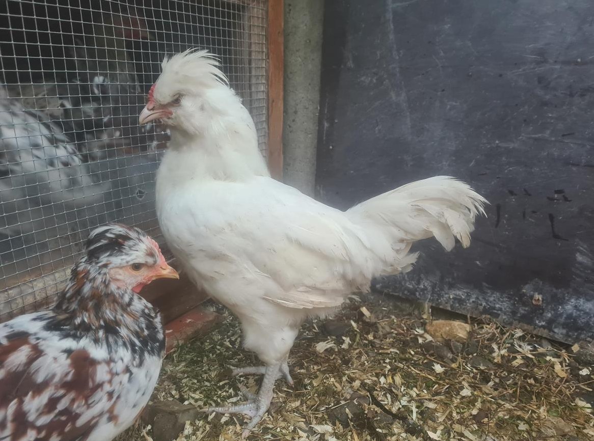Englische Araucana, British Lavender Hähne