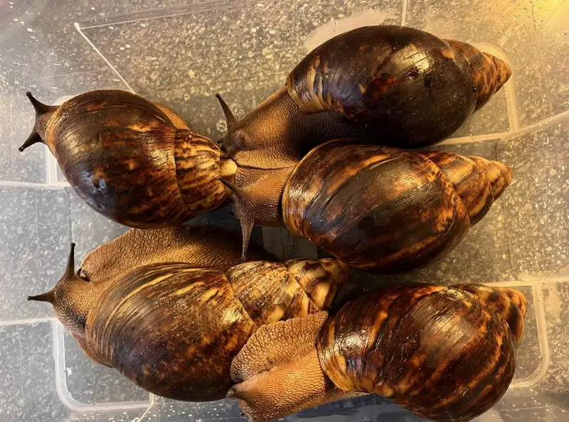 Archachatina Marginata Ovum XXL abzugeben