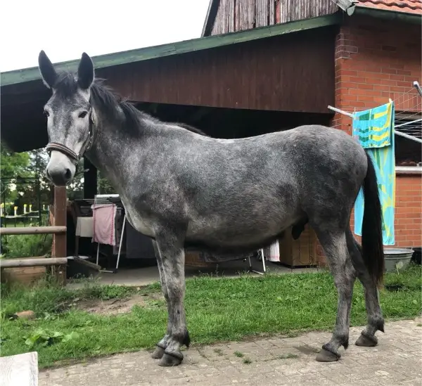 Aufgeweckter Lusitano Muli, Maultier, 3 Jahre