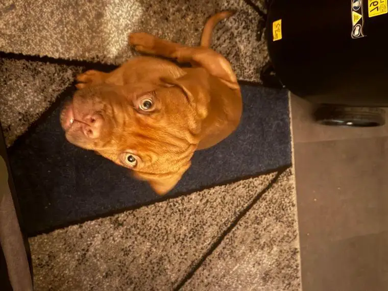 Bordeaux Doggen welpe rüde