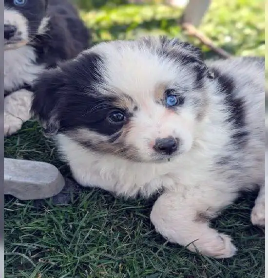 Mini Australian Shepherd welpen augenuntersucht, NAD, getestet, mit Ahnentafel, endgrösse 43 cm