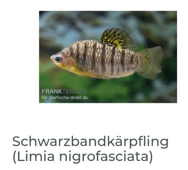 Biete Schwarzbandkärpflinge Limia Negrofasziata an