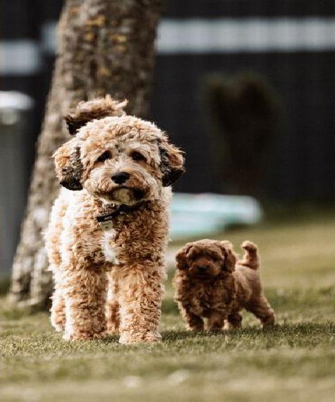 Welpen Tibetdoodle, Tibet Doodle mini/ medium, Tibet Terrier x Pudel, Tipoo