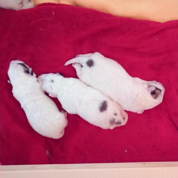 Pyrenäenberghund Welpen