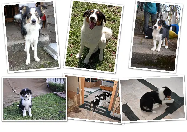 Border-Schilthund-Mischlingswelpen suchen ihren Menschen