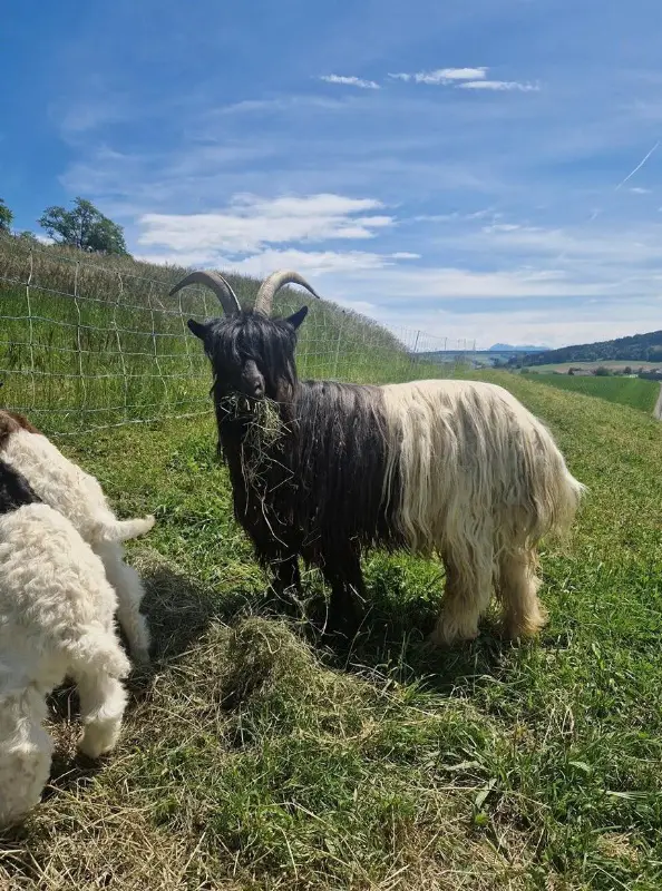 Walliser Schwarzhalsziege, reinrassig mit Papieren