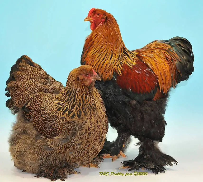 Brahma Hühner zu verkaufen