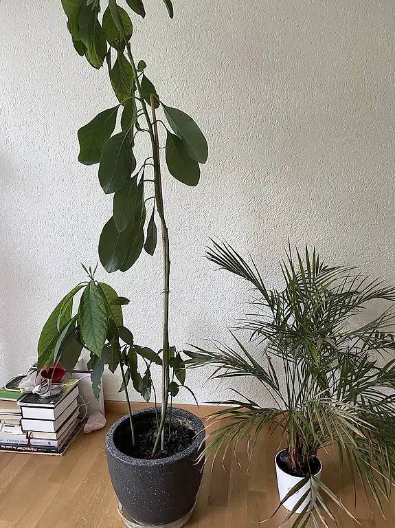 Zimmerpflanzen abholbereit