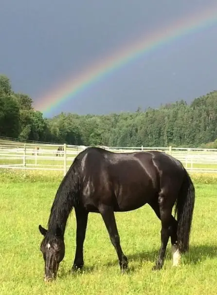 Sanftmütiges Pflegepferd für Bodenarbeit und Spaziergänge