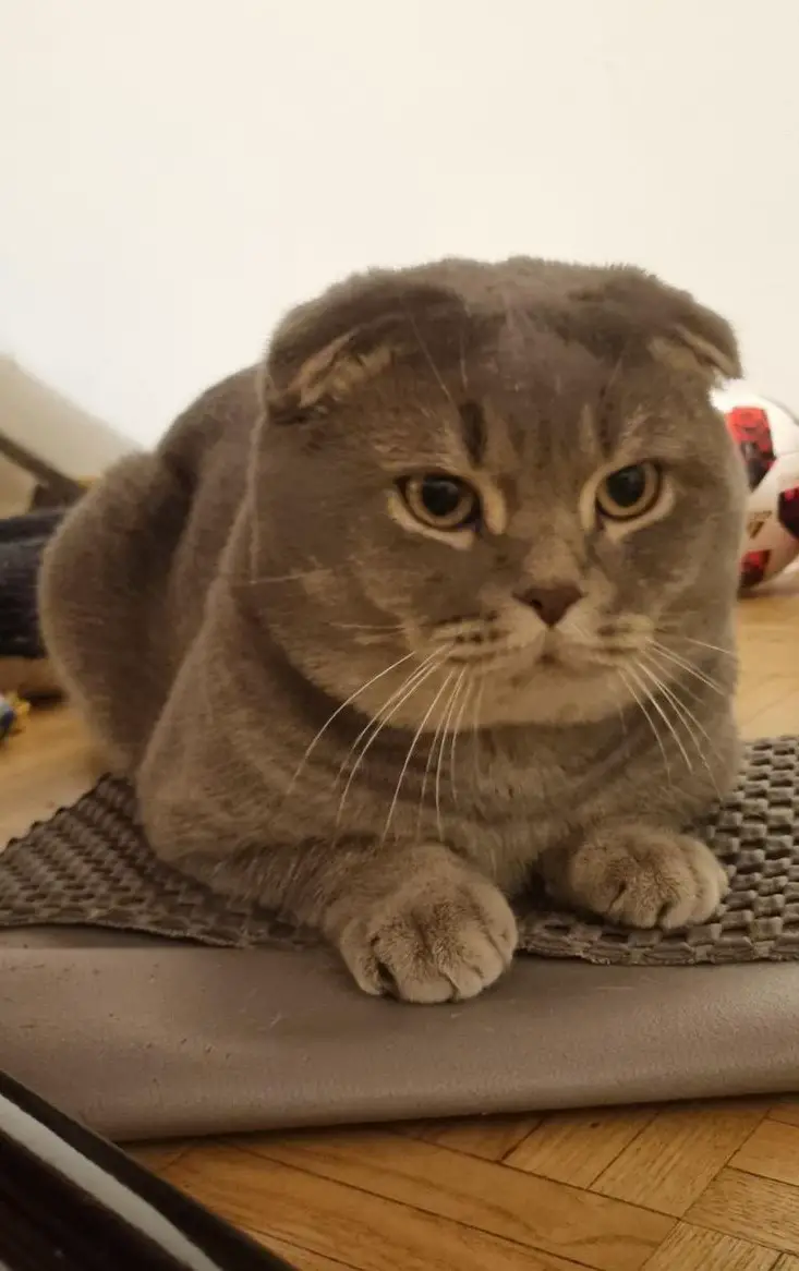 Schottische Faltohrkatze Deckkater kommt gerne besuchen