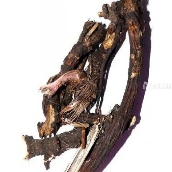  Osha Root 20g Ligusticum Porteri