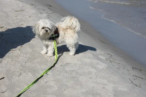 Dringend Hundebetreuung Raum BS/BL