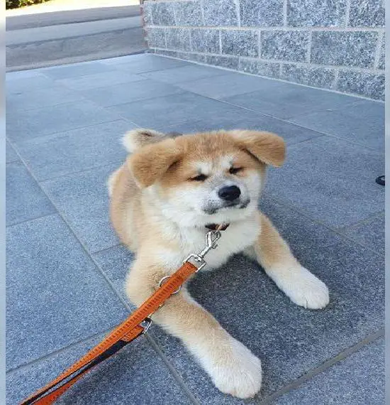 Akita Inu