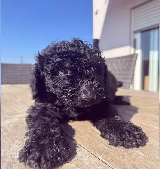 Labradoodle F1b Welpen auszugsbereit