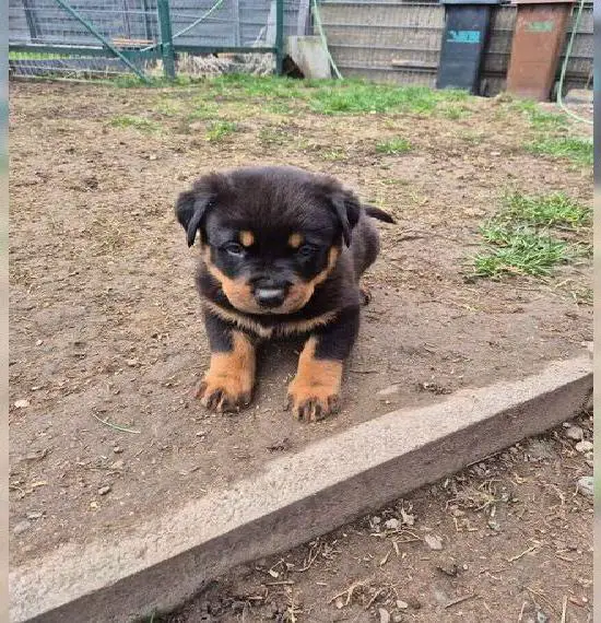 Sehr hübsche reinrassige Rottweiler Welpen mit Papiere