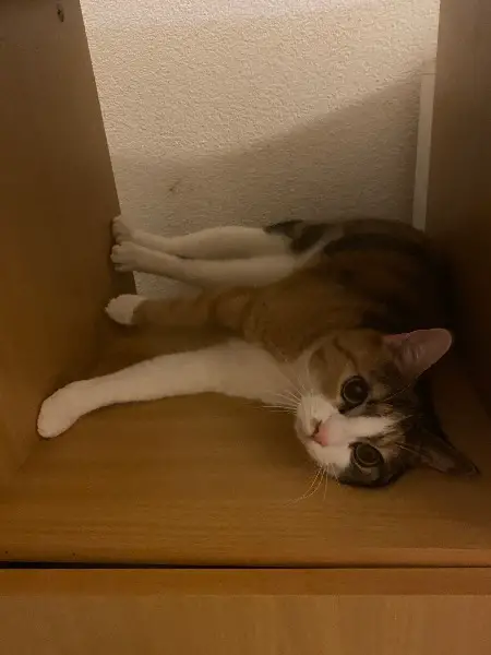 Verkaufe Katze
