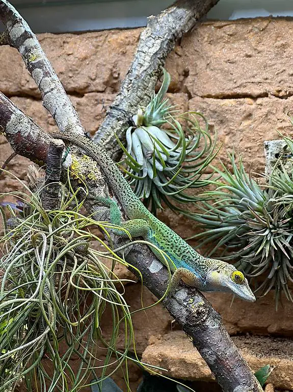Anolis leachii