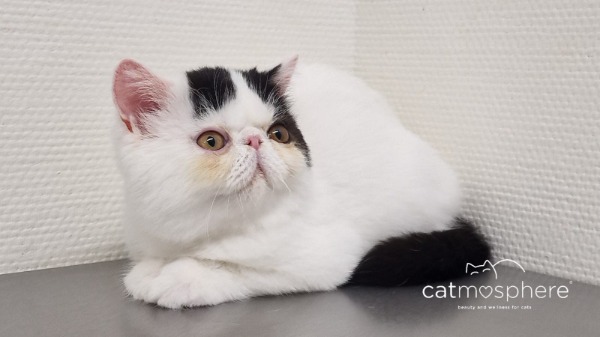 Rassenreine Perser und Exotic-Shorthair Kitten