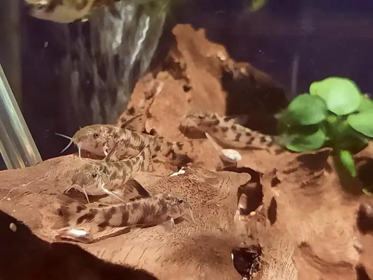 SELTEN Aspidoras CW 52 Schmerlenpanzerwels black fin NZ