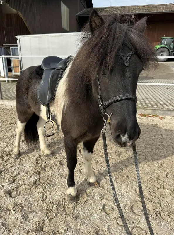 Herziger Isländer Wallach, 5-jährig, ca 1.40m