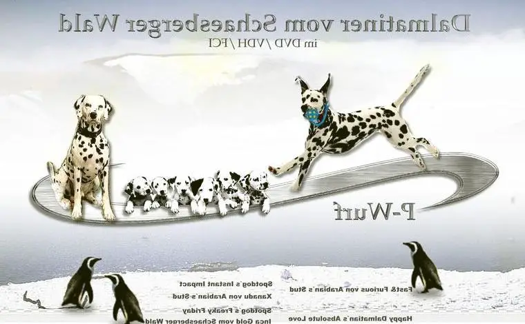 Bezaubernde Dalmatinerwelpen mit VDH Papiere