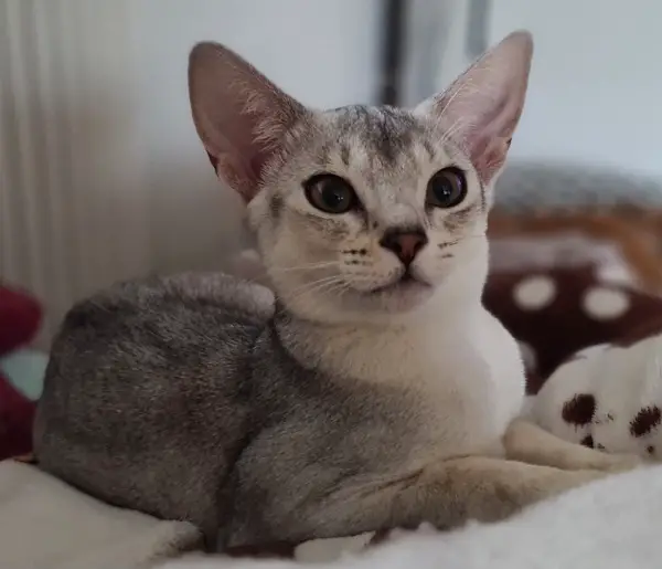 Abessiner-Kitten abzugeben