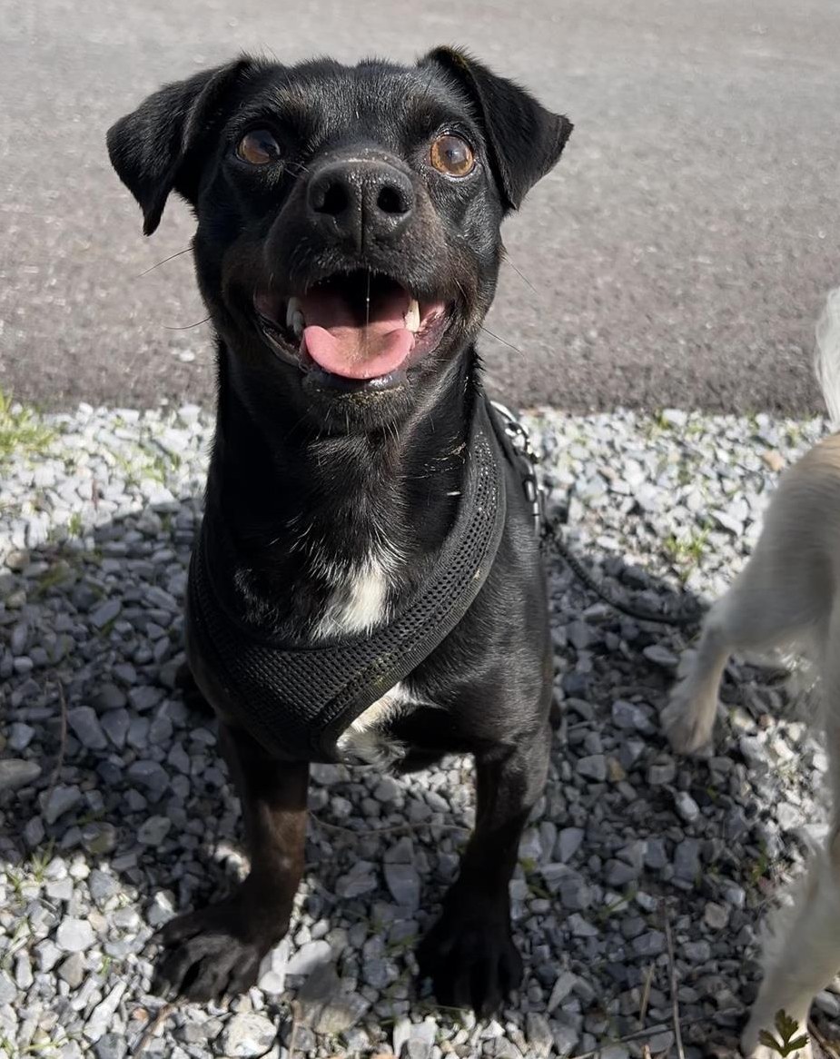 Pinscher Mischlingsrüde sucht neues Zuhause