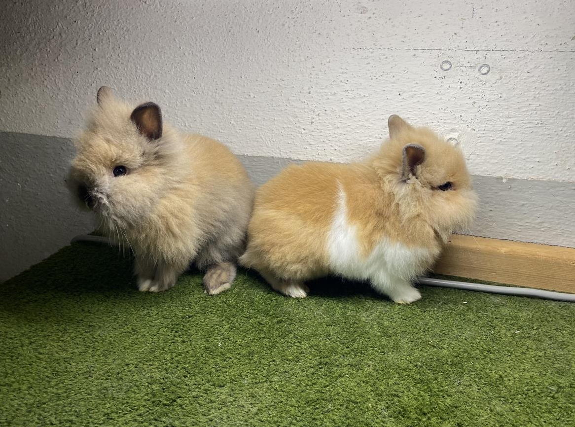 Löwenköpfli Zwerghasen zu verkaufen