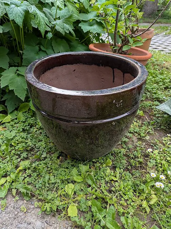 Blumentopf gratis abzugeben