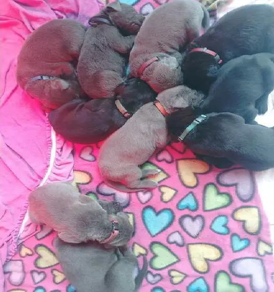 Cane Corso x Deutsche Dogge Welpen