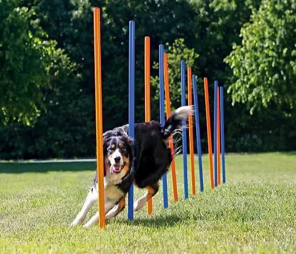  Slalom agility 12 aste (nuove)