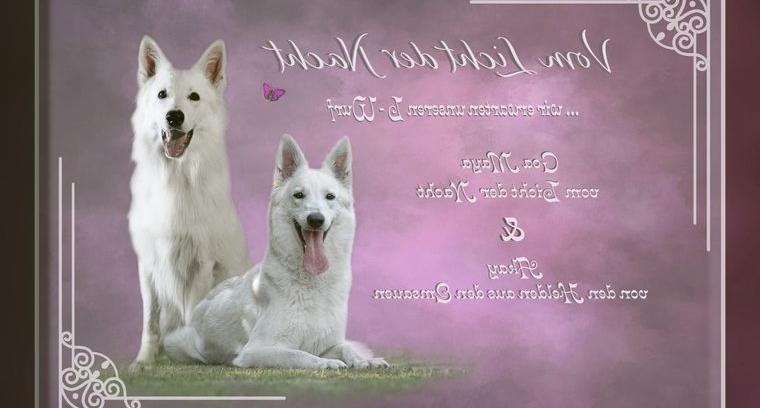 Wir erwarten weisse Schäferhund Welpen (Langstock)