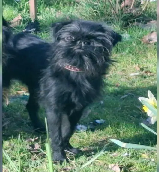 Belgischer Zwerggriffonrüde in Frankfurt am Main, 1 Jahr alt