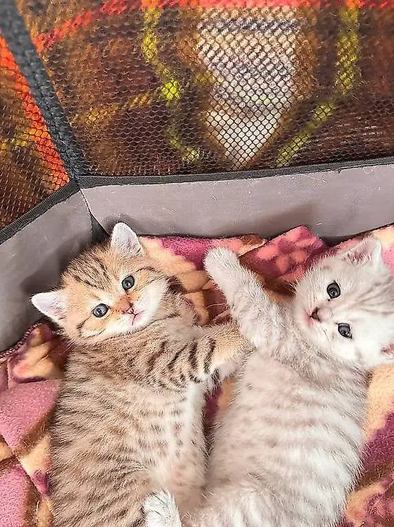 Britisch Kurzhaar Katzen BKH