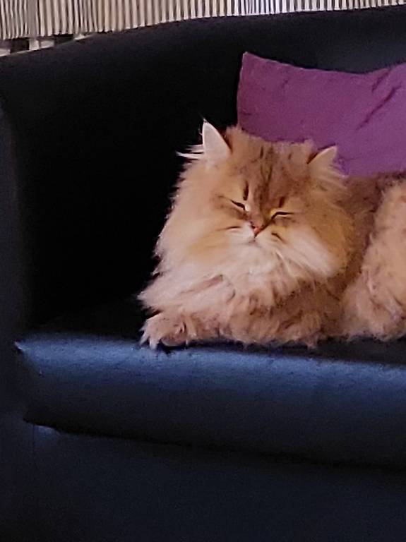 Neues zuhause gesucht