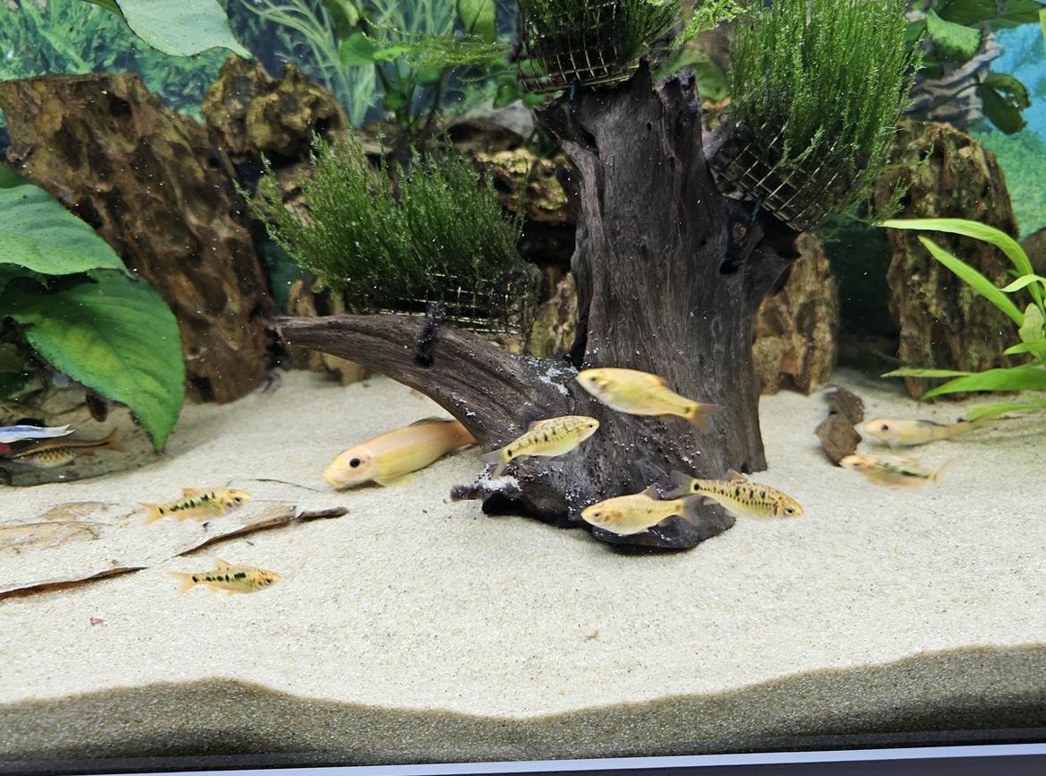 12 Brokatbarben (Messingbarben) suchen neues Zuhause