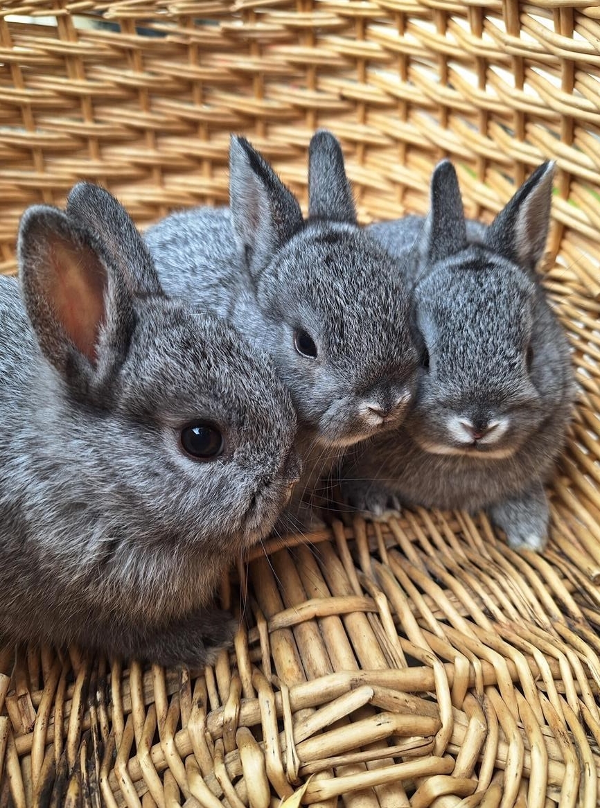 Farbenzwerge in chinchilla suchen ein Zuhause