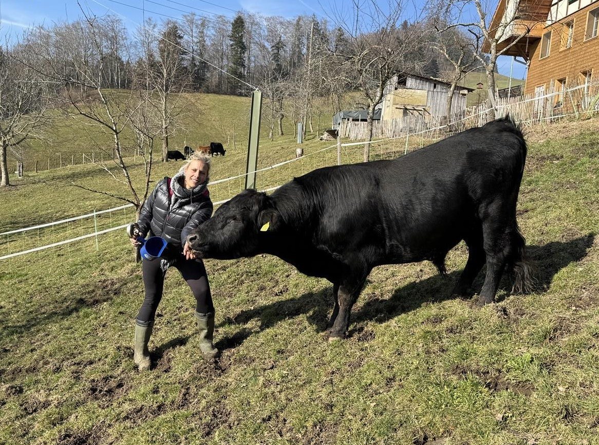 Dexter Stier zu verkaufen.