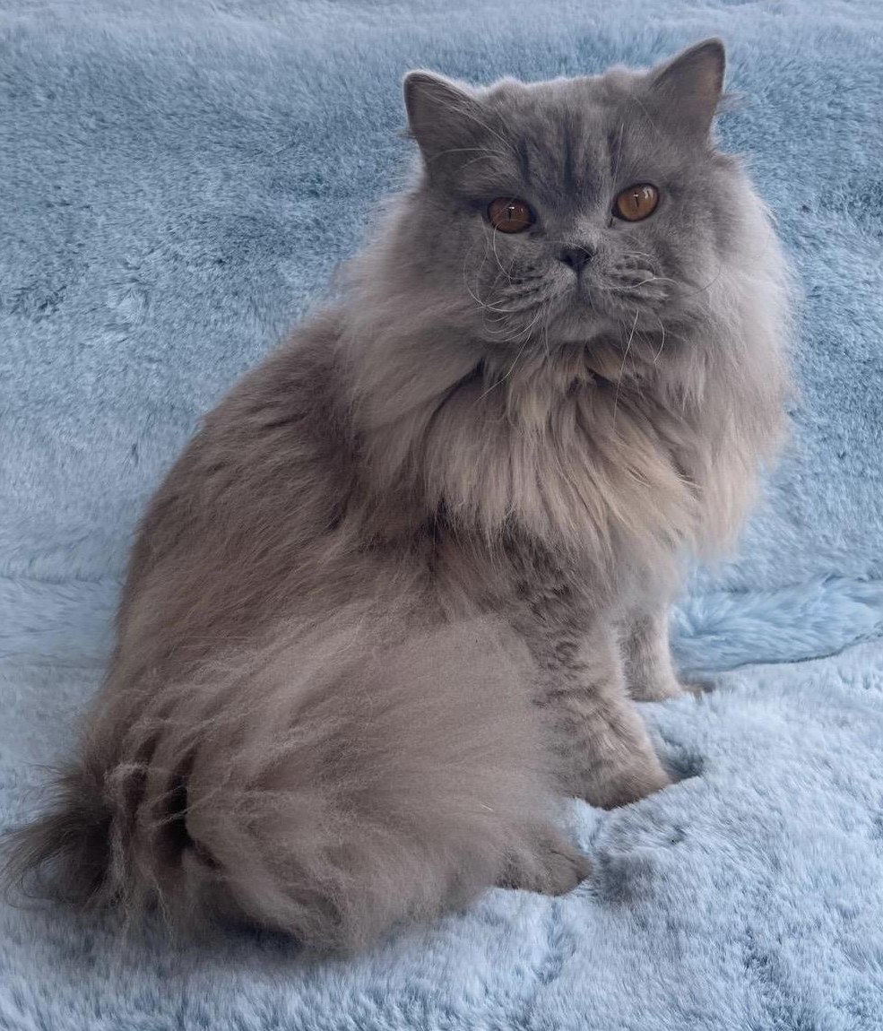 BLH Deckkater mit einem Stammbaum