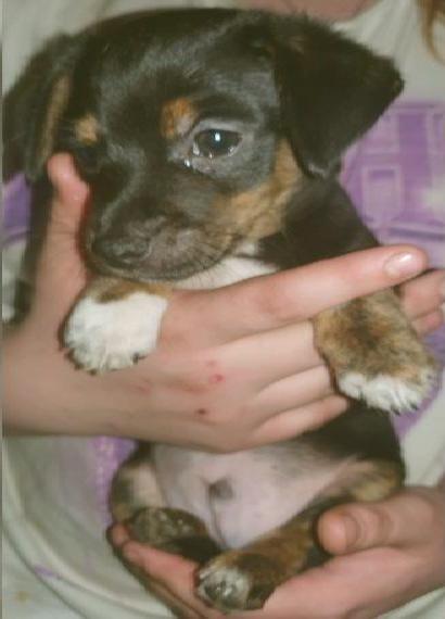 Jack russel Terrier suchen ein zu Hause