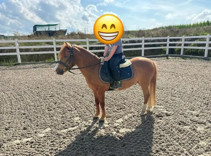 Pony Wallach, 6-jährig, 116cm