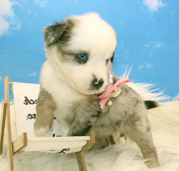 Mini Aussie Australian Shepherd Exklusive Welpen aus seriöser deutscher Zucht, Ahnentafel