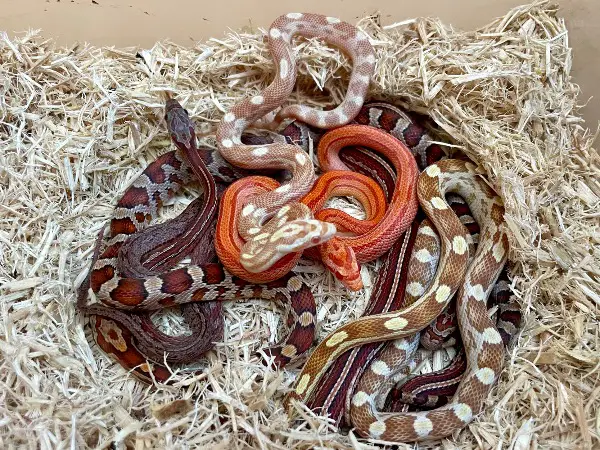 Verschiedene Kornnatter Jungtiere: Golddust, Tessera, Butter