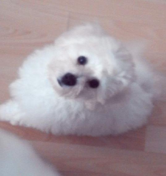 Zarte Bichon Frise Dame 2 Jahre alt