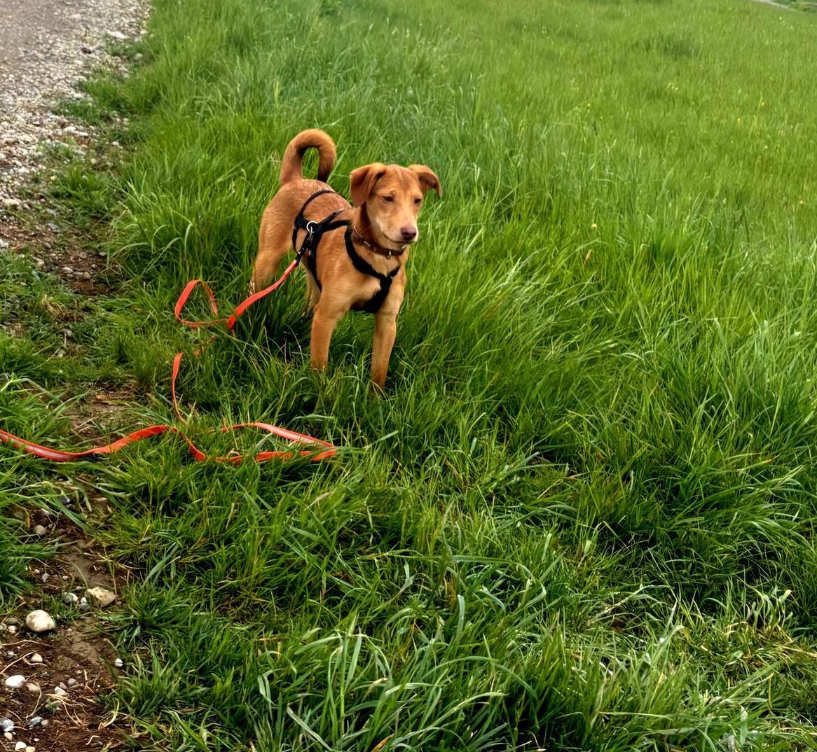 Junghündin Michelle sucht ihr Zuhause