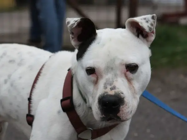 PABLO, freundlicher Mischlingsrüde, ca. 7 Jahre, 48cm, 28kg